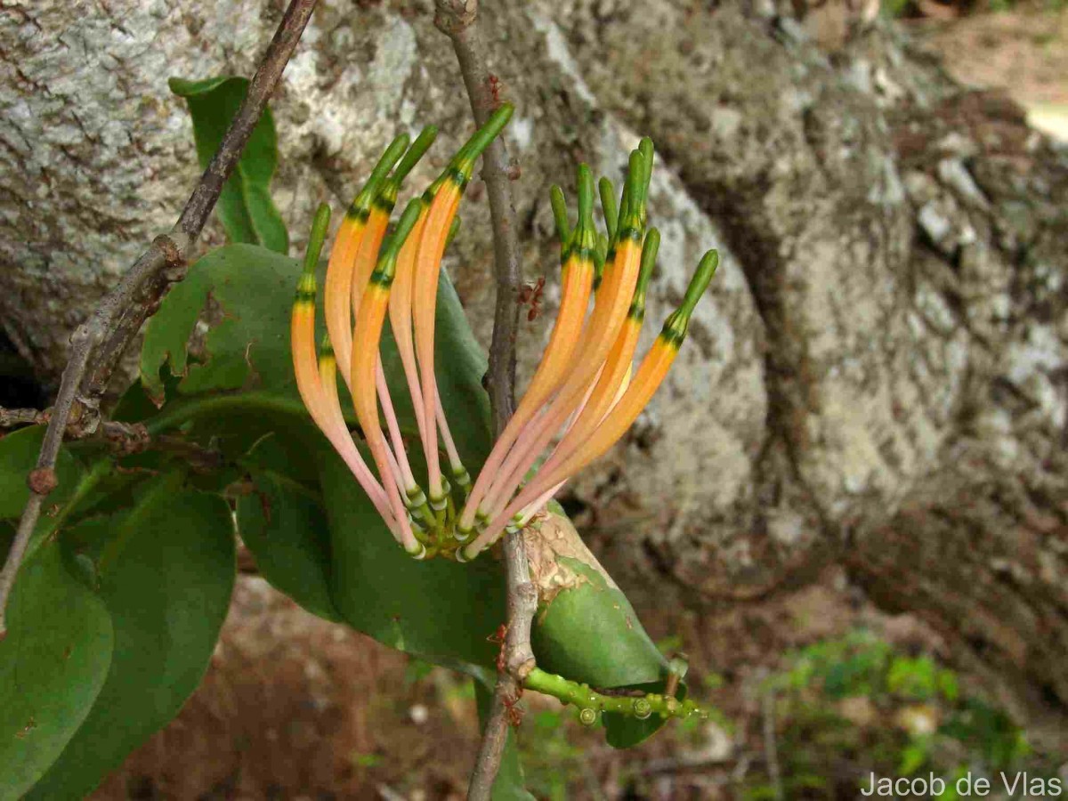 Dendrophthoe falcata (L.f.) Ettingsh.